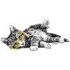 PD Moreno Gatto sdraiato con gli occhiali