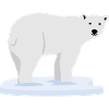 isbjørn