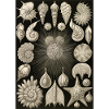 Ernst Haeckel -Thalamophora