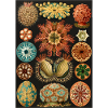 Ernst Haeckel - Ascidiae. Around 1900.