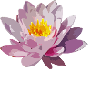 Lotus flower