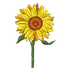 Sunflower Sunflower Sunflower Gift