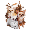 Chihuahua dog gift