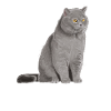 British Shorthair Cat