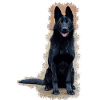 Black shepherd