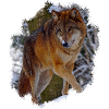 wolf