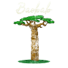 Baobab africain Baobab