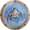 porthole turtle