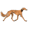 Red saluki