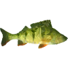 Perruche Polygone