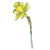 daffodil
