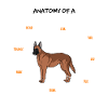 Anatomie des Malinois Hund Hundebesitzer