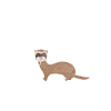 Ferret