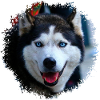Husky