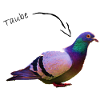 Pigeon