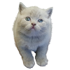 kitten