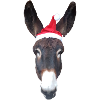 Donkey christmas