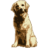 Golden retriever dog