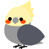 Gray Cockatiel