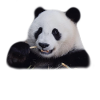 Panda, panda bear, bear