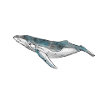 Aquarelle de baleine
