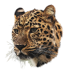 Cheetah head close-up