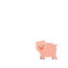 pig