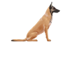 Belgian Malinois Dog Sitting
