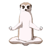 Meditate Meerkat