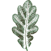 Eichenblatt Naturgrün / Blatt/ Eiche/Baum
