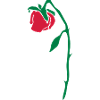 withered rose