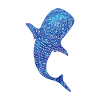 Morocco - Whale Shark - I