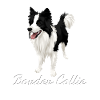 Limited ! Border Collie Love