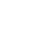 Chanvre - Cannabis