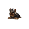 Yorkshire Terrier Hund Spruch
