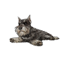 Schnauzer chien schnauzer géant