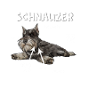 Schnauzer chien schnauzer géant