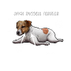 Jack Russell Terrier dog