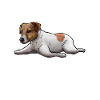 Jack Russell Terrier dog