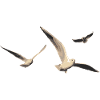SEAGULLS