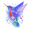 Kolibri Vogel - Schöner bunter Vogel
