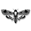Moth