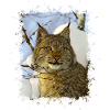 Luchs
