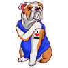 English Bulldog