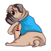Pug Dog