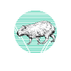 Capybara