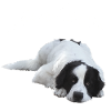 Mein Freund.Hund-Landseer.Geschenkidee
