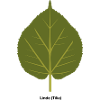 Lindenblatt