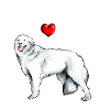 LOVE - Maremmano Abruzzese Shepherd Dog