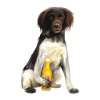 Kleiner Münsterländer - Cheers